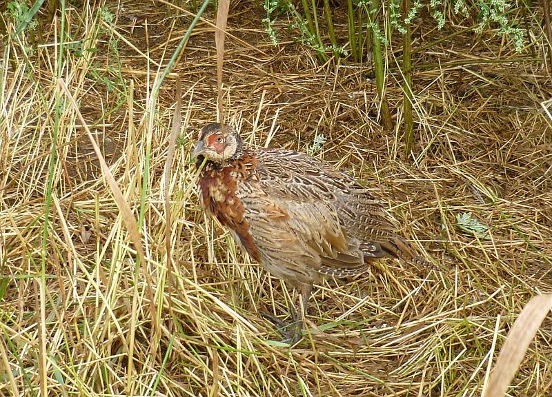 07-Bazantnice v Hrusicich.JPG